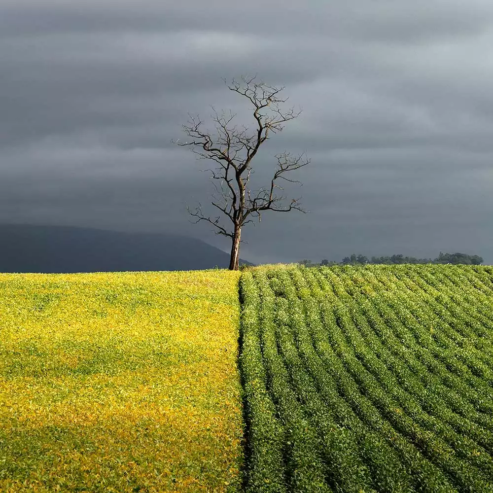 Holding the Line, near St. Thomas, PA by Jerry Park