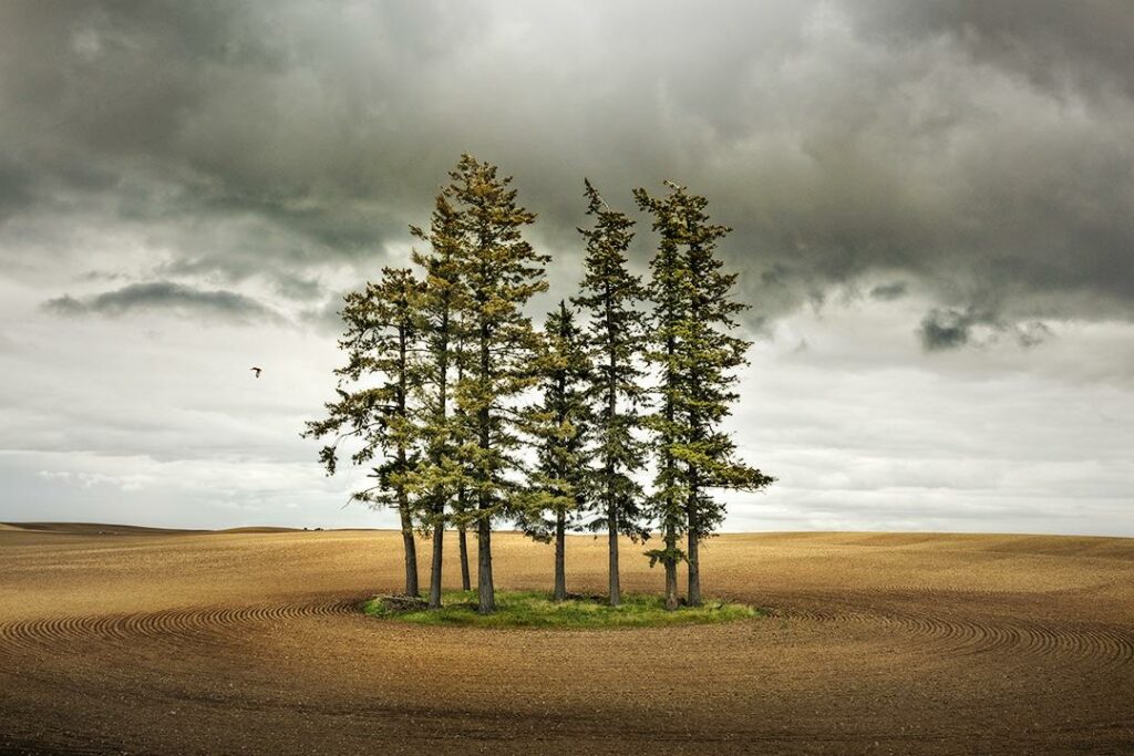 8 Trees and a Hawk, Washington by Jerry Park