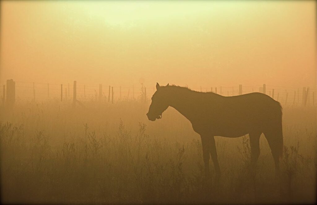 Heartland - Horse in Pasture Soft Light by Jake Brewer