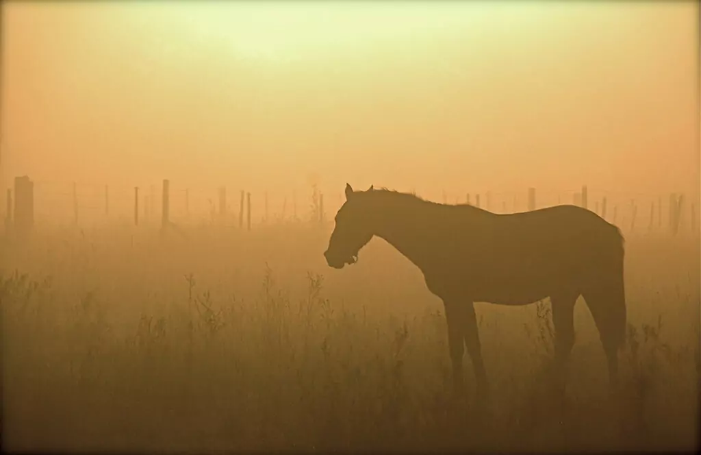 Heartland - Horse in Pasture Soft Light by Jake Brewer Heartland - Horse in Pasture Soft Light by Jake Brewer