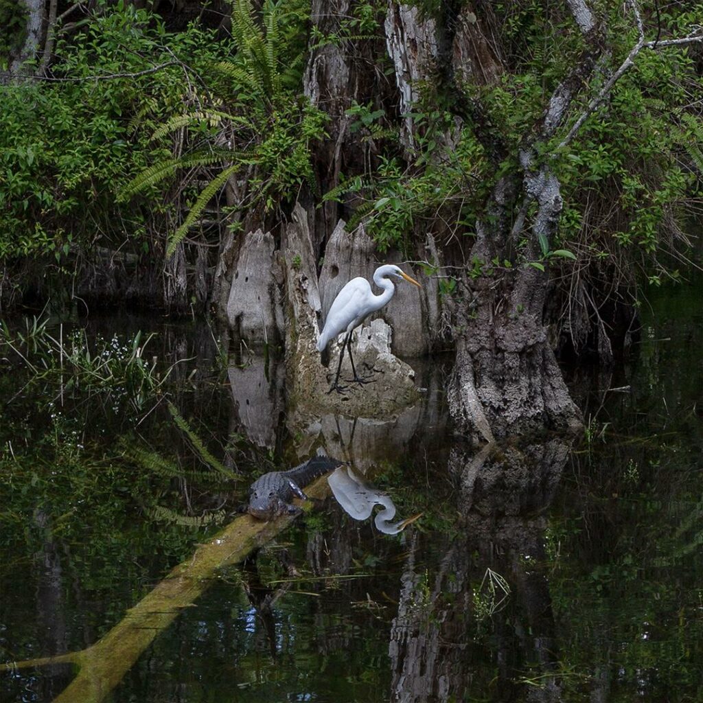 Swamp Buddies by Jerry Park