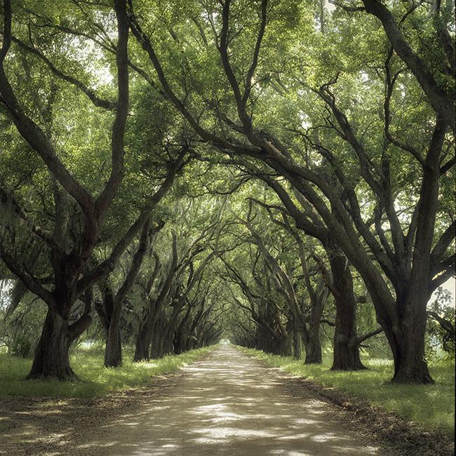 Avenue, Louisiana by Jerry Park