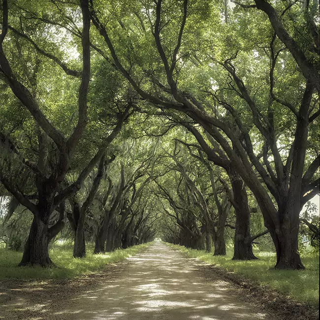 Avenue, Louisiana by Jerry Park Avenue, Louisiana by Jerry Park
