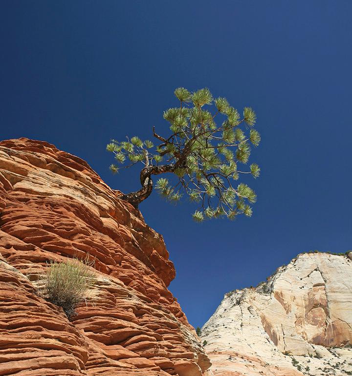 Indomitable, Zion National Park, Utah by Jerry Park