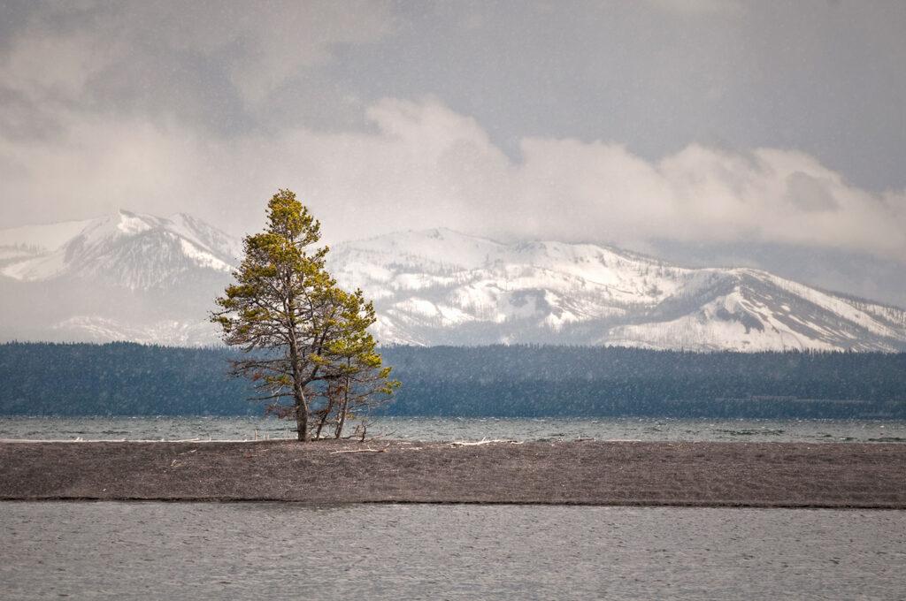 Wyoming Pioneer Pines by Jake Brewer