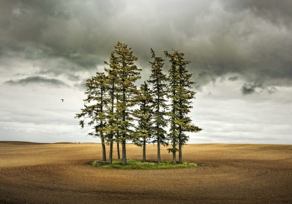 8 Trees and a Hawk, Washington by Jerry Park