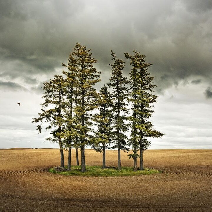 8 Trees and a Hawk, Washington by Jerry Park