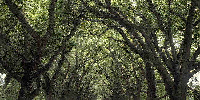 Avenue, Louisiana by Jerry Park