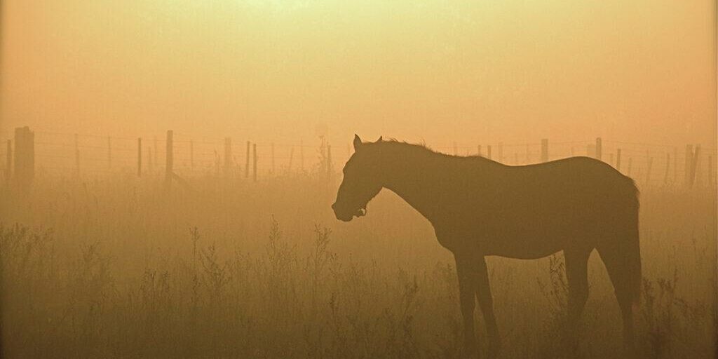 Heartland - Horse in Pasture Soft Light by Jake Brewer
