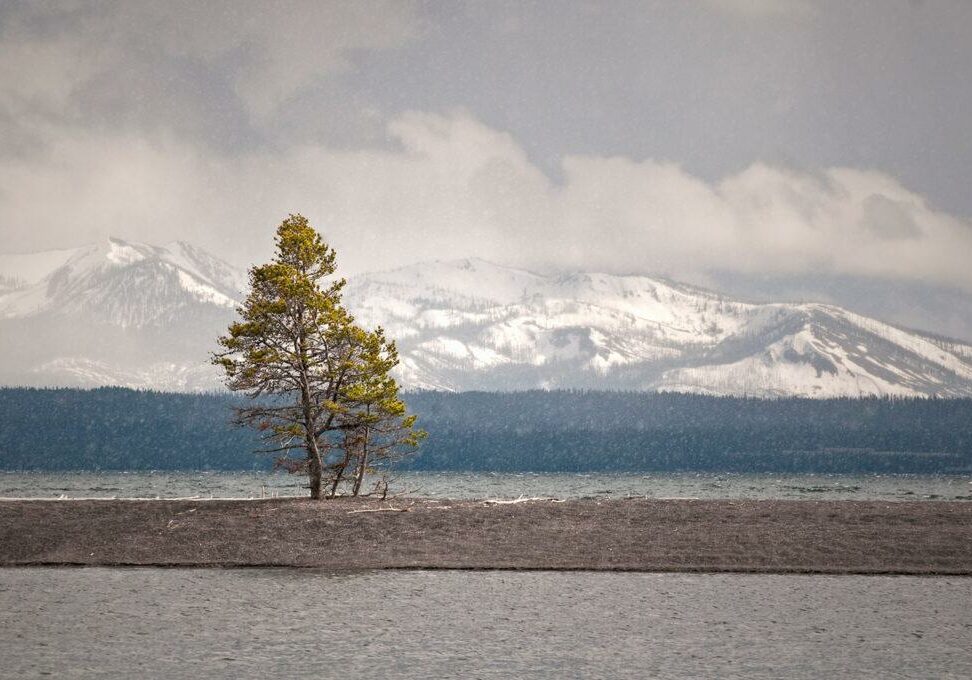 Wyoming Pioneer Pines by Jake Brewer